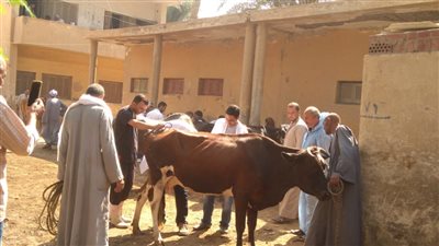القوافل البيطرية تواصل حملات علاج الماشية في الإسماعيلية