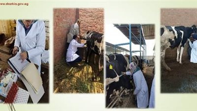 بيطري الشرقية يواصل تحصيناته للماشية والأغنام ضد البروسيلا