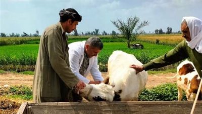 بيطري الشرقية يواصل تحصيناته للماشية للوقاية من مرض الحمى القلاعية