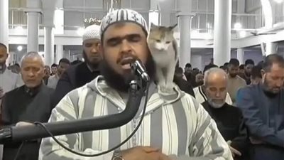 القطة والإمام في مشهد إنساني.. اعتلت كتفه أثناء صلاة التراويح 