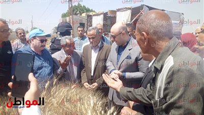 بني سويف تعلن افتتاح موسم حصاد وتوريد القمح داخل أحد الحقول 