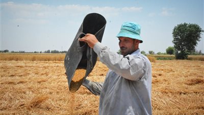 صوامع البحيرة تستقبل 37 ألف طن قمح