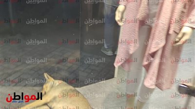 كلب نائم داخل معرض شهير بمحطة الرمل.. وكأنه وجد الأمان