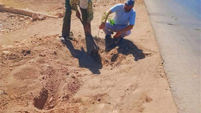 المنيا تزرع 115 شجرة وتجمل ميادينها في إطار مبادرة رئاسية