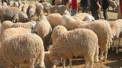 مع اقتراب انتهاء أيام العيد.. تعرف على آخر موعد لـ ذبح الأضاحي