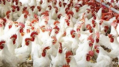 البيضاء بـ67 جنيه.. استقرار أسعار الدواجن بالأسواق اليوم