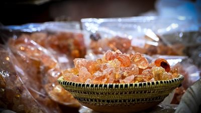 شجرة الصمغ العربي في محافظة ظفار تحظى بأهمية طبية واقتصادية