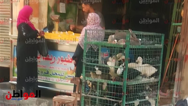 أسعار الفراخ اليوم