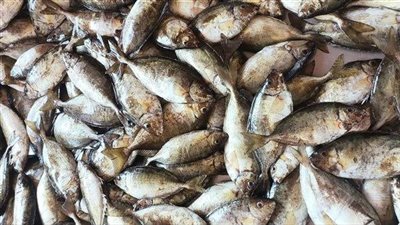 البلطي بـ80 جنيها.. ارتفاع أسعار الأسماك اليوم بأسواق القوصية بأسيوط 