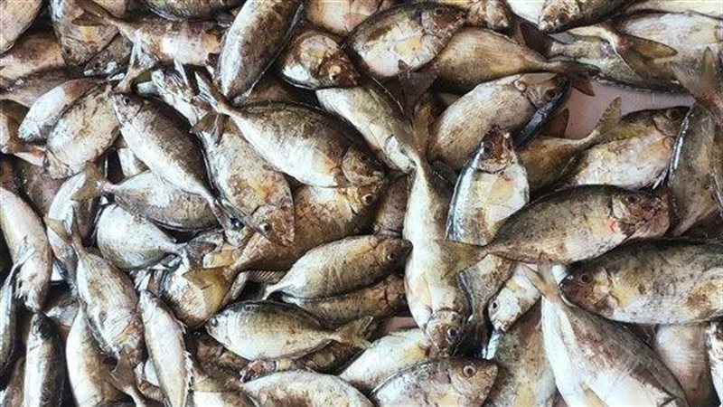 أسعار الأسماك اليوم