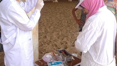 للوقاية من الحمى القلاعية.. بيطري الشرقية  يحصن 418 ألف و953 ماشية
