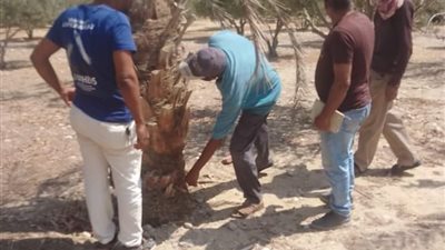متابعه الأنشطة الزراعية بمدينة رأس سدر
