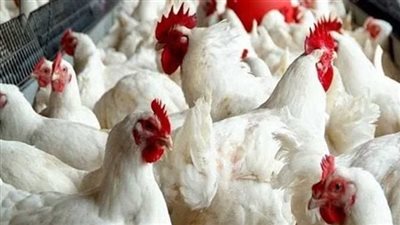 البلدي بـ120 جنيه... تعرف على أسعار الدواجن اليوم