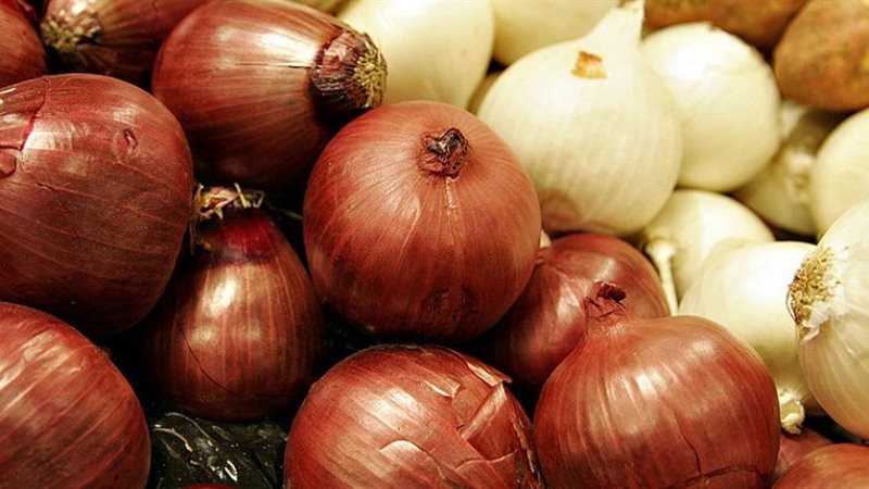 حقيقة وقف تصدير البصل