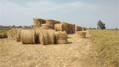 محافظ الشرقية يُعلن الإنتهاء من حصاد 