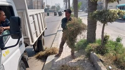 مواصلة أعمال الارتقاء بالمظهر الجمالي للمسطحات الخضراء بحي ثان المنتزة بالإسكندرية