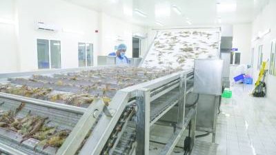 الثروة السمكية بسلطنة عُمان مجالاً واعداً لجذب الاستثمارات والمستثمرين