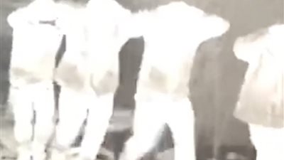 وزارة الدفاع الروسية: استسلام المظليين الأوكرانيين في منطقة أفدييفكا
