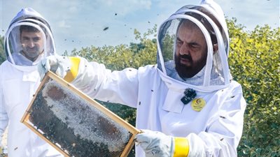المجددي يكشف عن جهود النحالين والعلماء لحماية النحل بالطرق الطبيعية