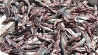 ضبط طن ونصف أسمدة مجهولة المصدر  وأسماك غير صالحة في حملة بجنوب سيناء