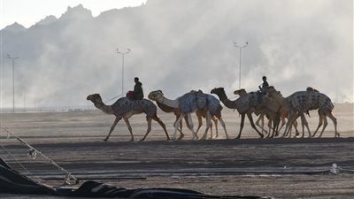 محافظ جنوب سيناء يتابع الاستعدادات النهائية لانطلاق المهرجان العربي للهجن والتراث بشرم الشيخ 