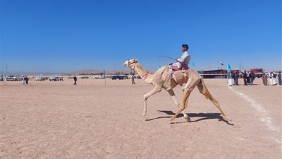 بمشاركة 50 جمل و 10 قبائل.. انطلاق فعاليات سباق الهجن التنشيطي بمضمار هجن مدينة طور سيناء