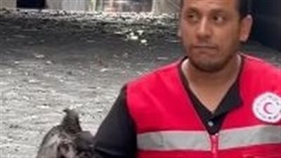 الرحمة قبل العمل  .. «رجلان من الهلال الأحمر»  ينقذان «فرخ يمامة» أثناء شفط المياة بالاسكندرية