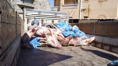 بأختام مزورة.. ضبط لحوم مذبوحة خارج المجازر و مجهولة المصدر بالإسكندرية 