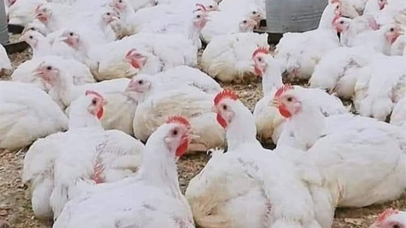 أسعار الفراخ اليوم