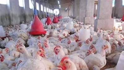بوابة المواطن الإخبارية ترصد لكم أسعار الفراخ اليوم بجميع أنواعها 