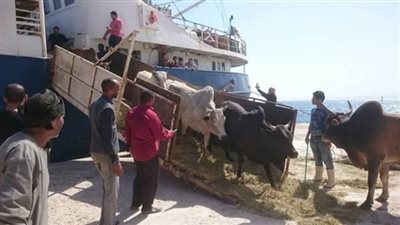 تصدير الشحنة الثانية من العجول الحية من ميناء سفاجا إلى لبنان