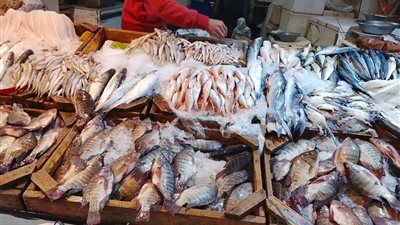 رصدت عدسة المواطن الإخبارية جوله أسعار السمك في أسواق محافظة الجيزة 