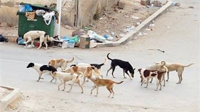خاص لـبوابة المواطن استجابة لشكاوى أهالي القاهرة تنهي أزمة الكلاب الضالة