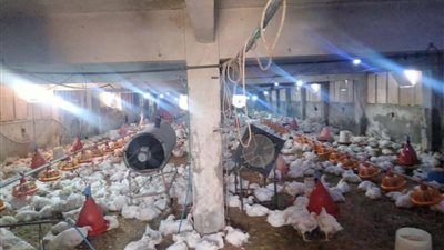 محافظ كفر الشيخ يتابع تحصين 250 ألف طائر للحفاظ على الثروة الداجنة