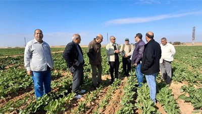 زراعة الإسماعيلية تواصل جهودها الميدانية لمتابعة زراعات بنجر السكر بالقصاصين الجديدة