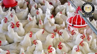 مجلس الوزراء يوضح حقيقة ظهور فيروس إنفلونزا الطيور بالمزارع المصرية