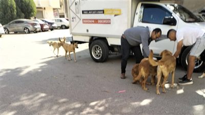 حملة لتحصين الكلاب الضالة ضد السعار بمساكن أبو عشرة بمحافظة البحر الأحمر 