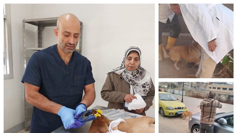 الكلاب الضالة