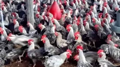 أسعار الفراخ اليوم بجميع أنواعها: الفراخ البيضاء تواصل الإرتفاع 
