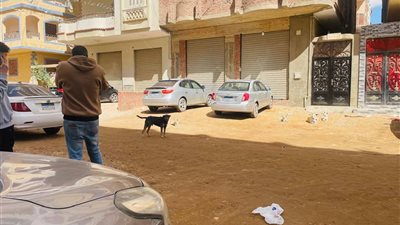 بيطري السويس :تحصين عدد من الكلاب الحرة بمنطقة المعهد الهندسى والمدرسة اليابانية 