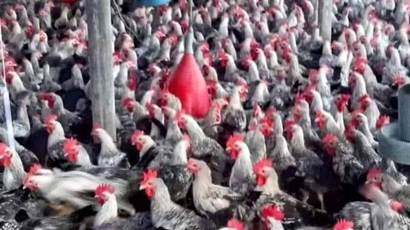 أسعار الفراخ اليوم