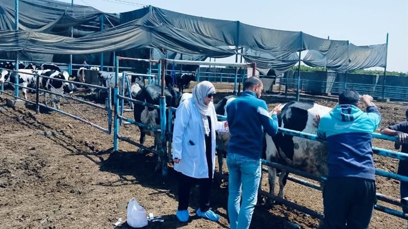 الطب البيطري بكفر