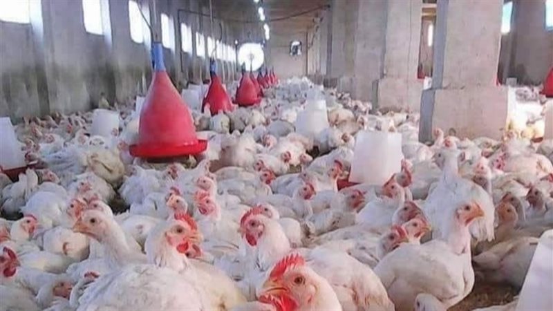 أسعار الفراخ اليوم