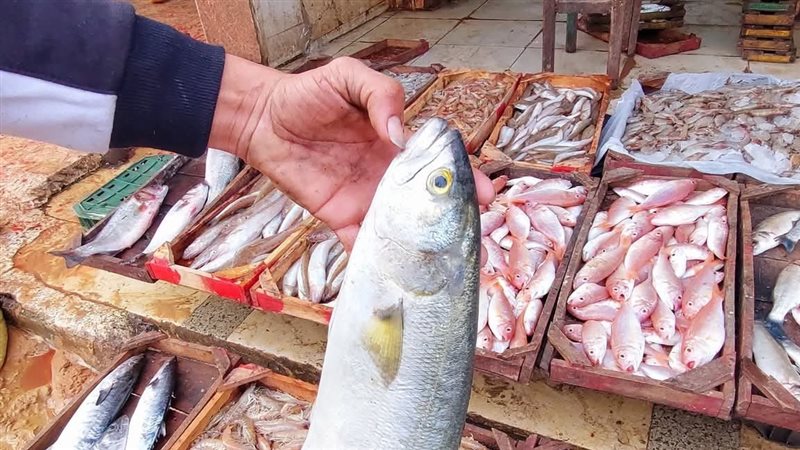 أسعار السمك اليوم