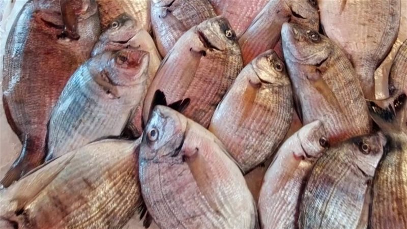 أسعار السمك اليوم