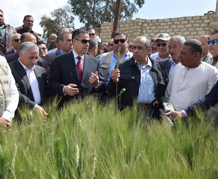 محافظ بني سويف ووزير الزراعة يتفقدان الحقول الإرشادية لمحصول القمح