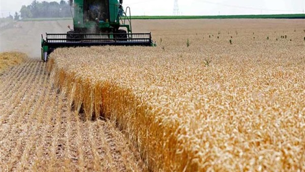 الزراعة- محصول القمح