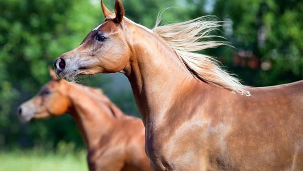 اليوم العالمي للخيول