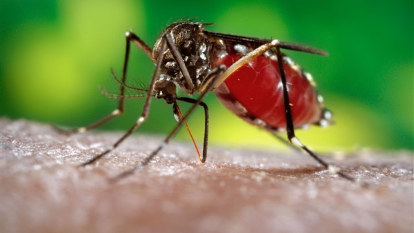 Bürger: Interpretation eines Traums über Mücken in einem Traum für alleinstehende Frauen, verheiratete Frauen und Männer