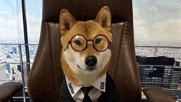 المواطن: إيلون ماسك يعين «كلبا» رئيس تنفيذي جديد لـ تويتر